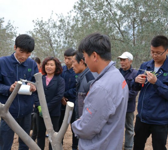 公司從產(chǎn)業(yè)鏈起始端著手，引進(jìn)良種優(yōu)苗，繁育基地苗圃，優(yōu)化樹(shù)種，以?xún)?yōu)質(zhì)的橄欖樹(shù)苗為生產(chǎn)特級(jí)初榨橄欖油提供基礎(chǔ)保障。在以自建萬(wàn)畝國(guó)家標(biāo)準(zhǔn)化油橄欖..