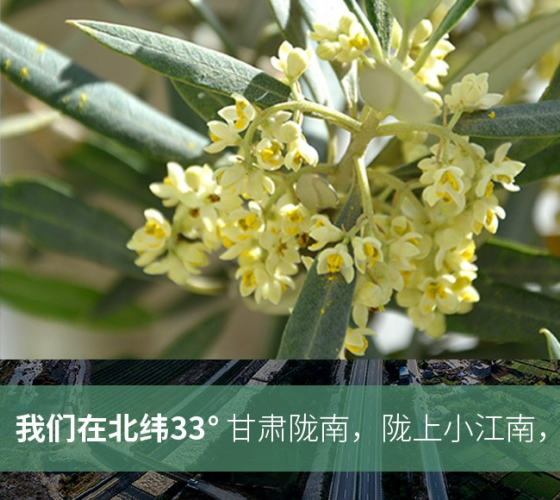 武都的氣候、土壤等與地中海沿岸極其相似，同處于世界頂級(jí)油橄欖黃金生產(chǎn)帶（32°58--33°36）年平均氣溫為14.7°，年日照時(shí)數(shù)1911..